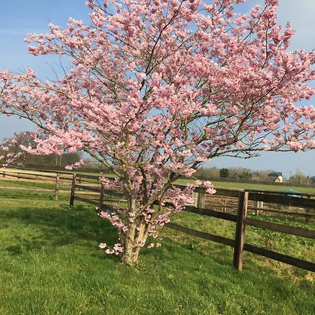 B&B Haras De La Cour Fleury Saint-Michel-de-Livet Eksteriør billede